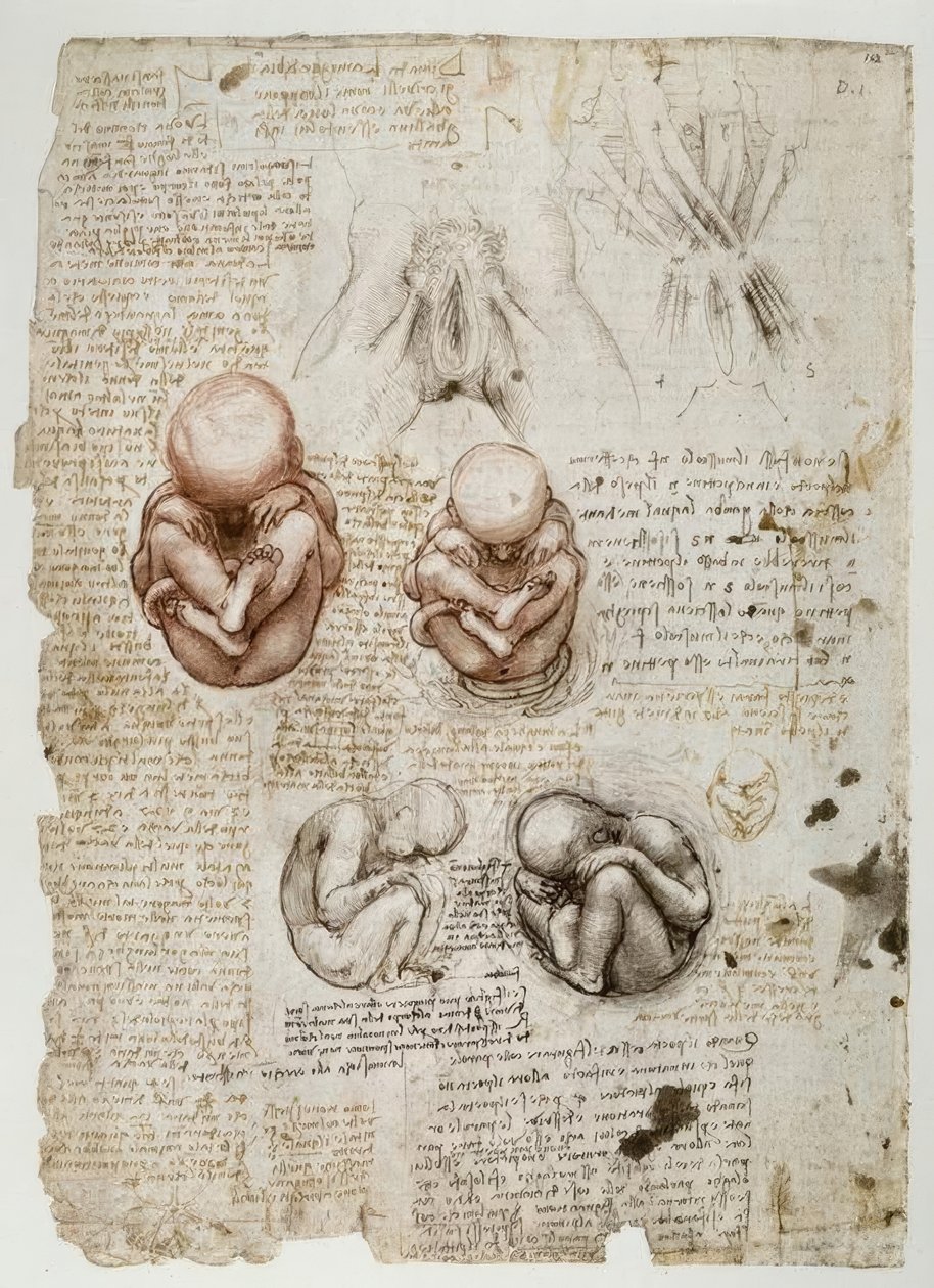 子宫中的胎儿 作者 达芬奇（Leonardo da Vinci）