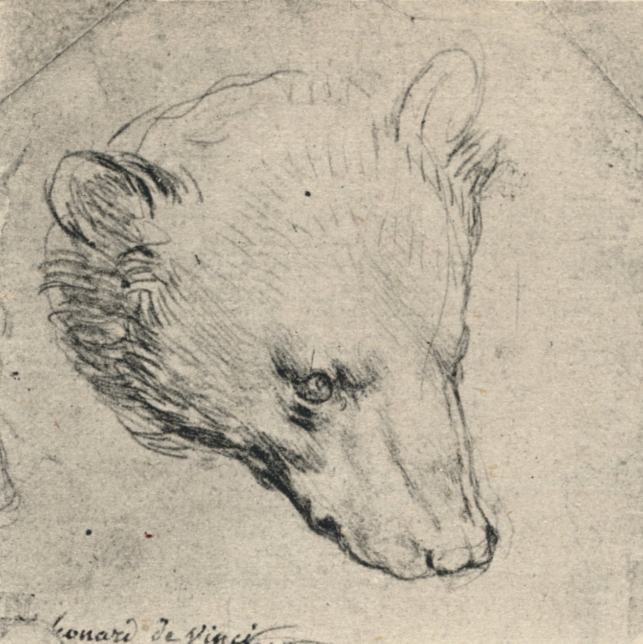熊头，c1480 1945 作者 达芬奇（Leonardo da Vinci）