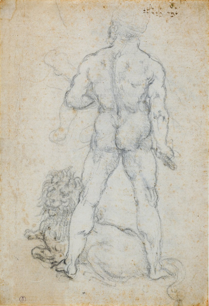 赫拉克勒斯和尼米安狮子，c。 1506-08（白纸上的木炭和金属尖） 作者 达芬奇（Leonardo da Vinci）