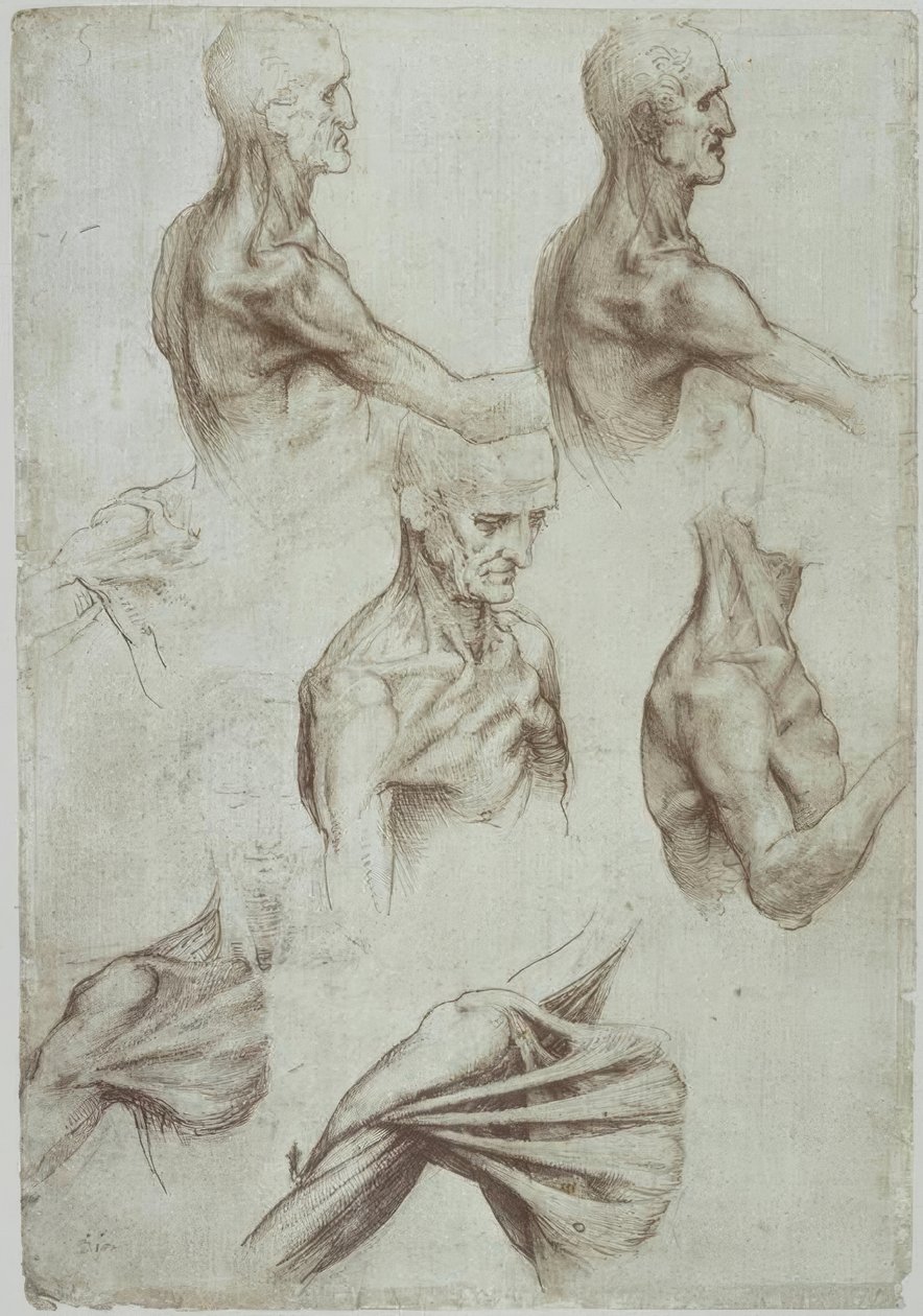 莱昂纳多-肩颈肌肉- f。 136V 作者 达芬奇（Leonardo da Vinci）