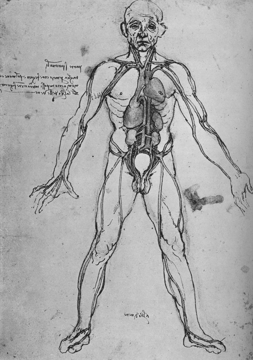 绘制为解剖图以显示心脏，肺和主要动脉的人，c1480 1945年 作者 达芬奇（Leonardo da Vinci）