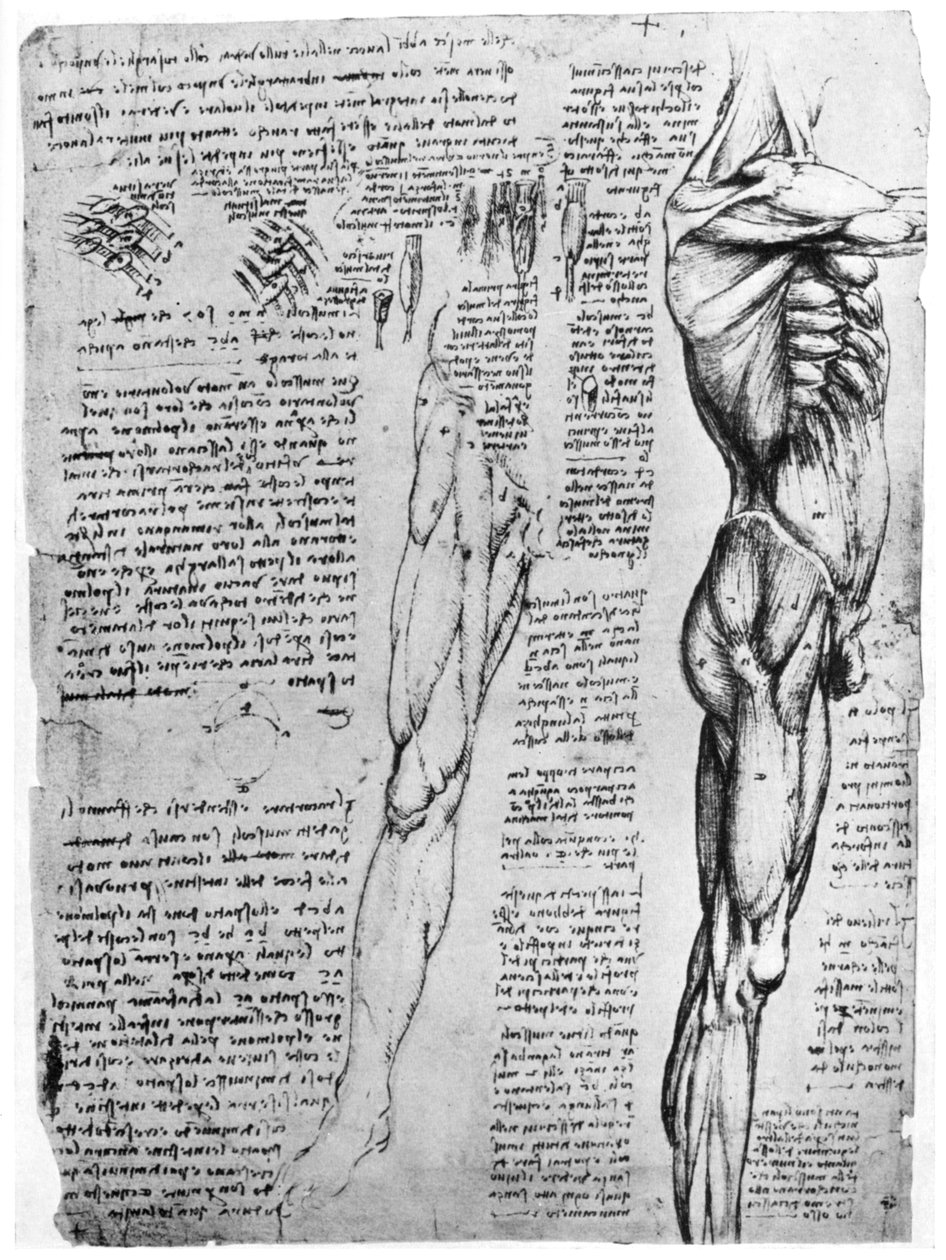 1954年15世纪末或16世纪初的肌肉研究 作者 达芬奇（Leonardo da Vinci）