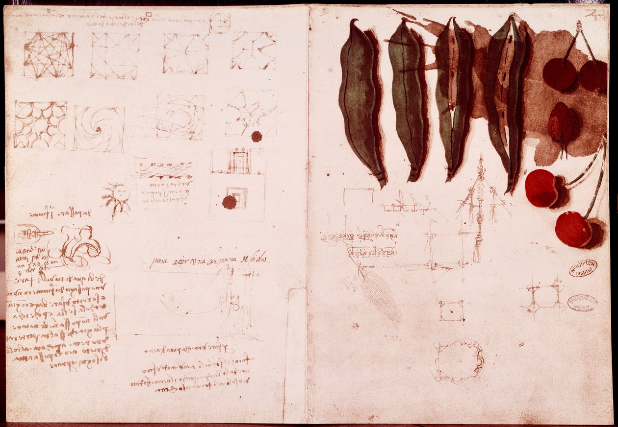 植物学和几何学的笔记和草图。达芬奇(Leonardo da Vinci)(1452-1519)手稿双页上的绘画。 作者 达芬奇（Leonardo da Vinci）