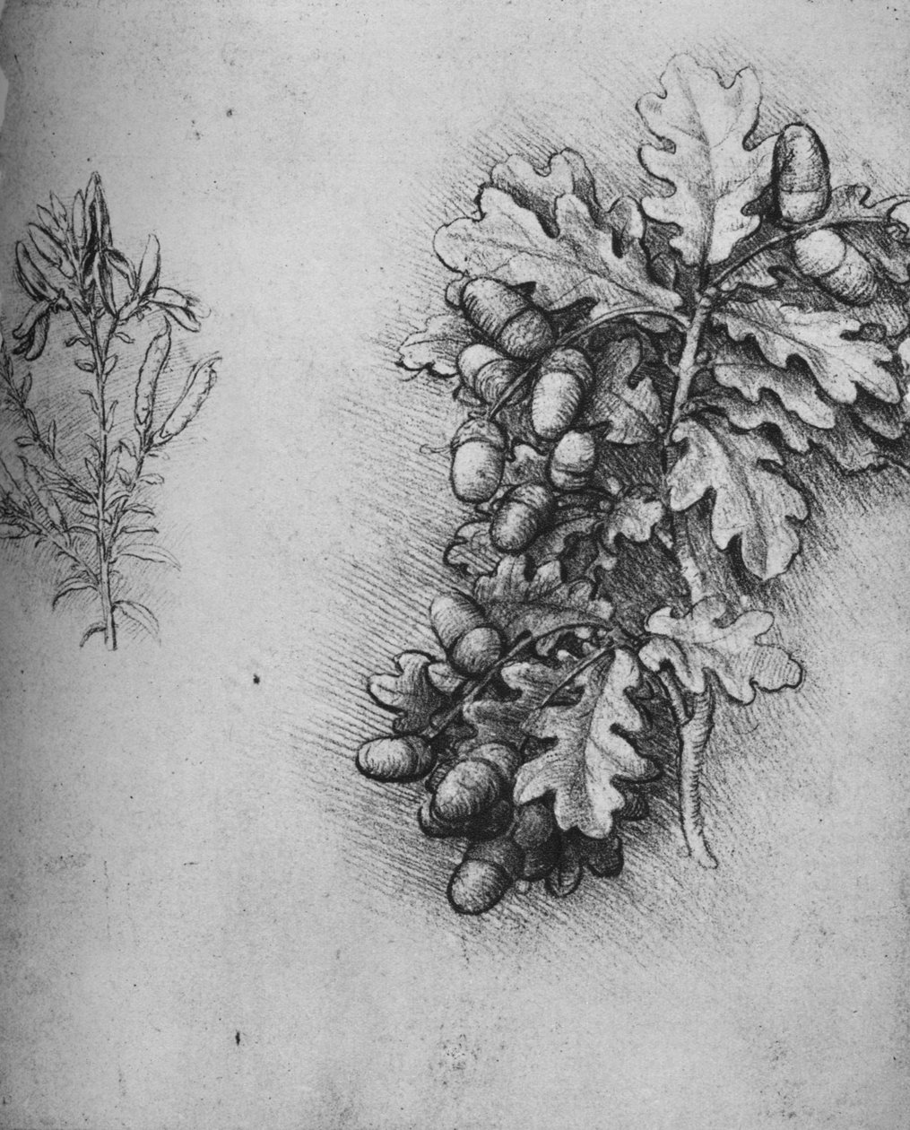 橡子和橡子叶橡树Greenweed，c1480 1945 作者 达芬奇（Leonardo da Vinci）