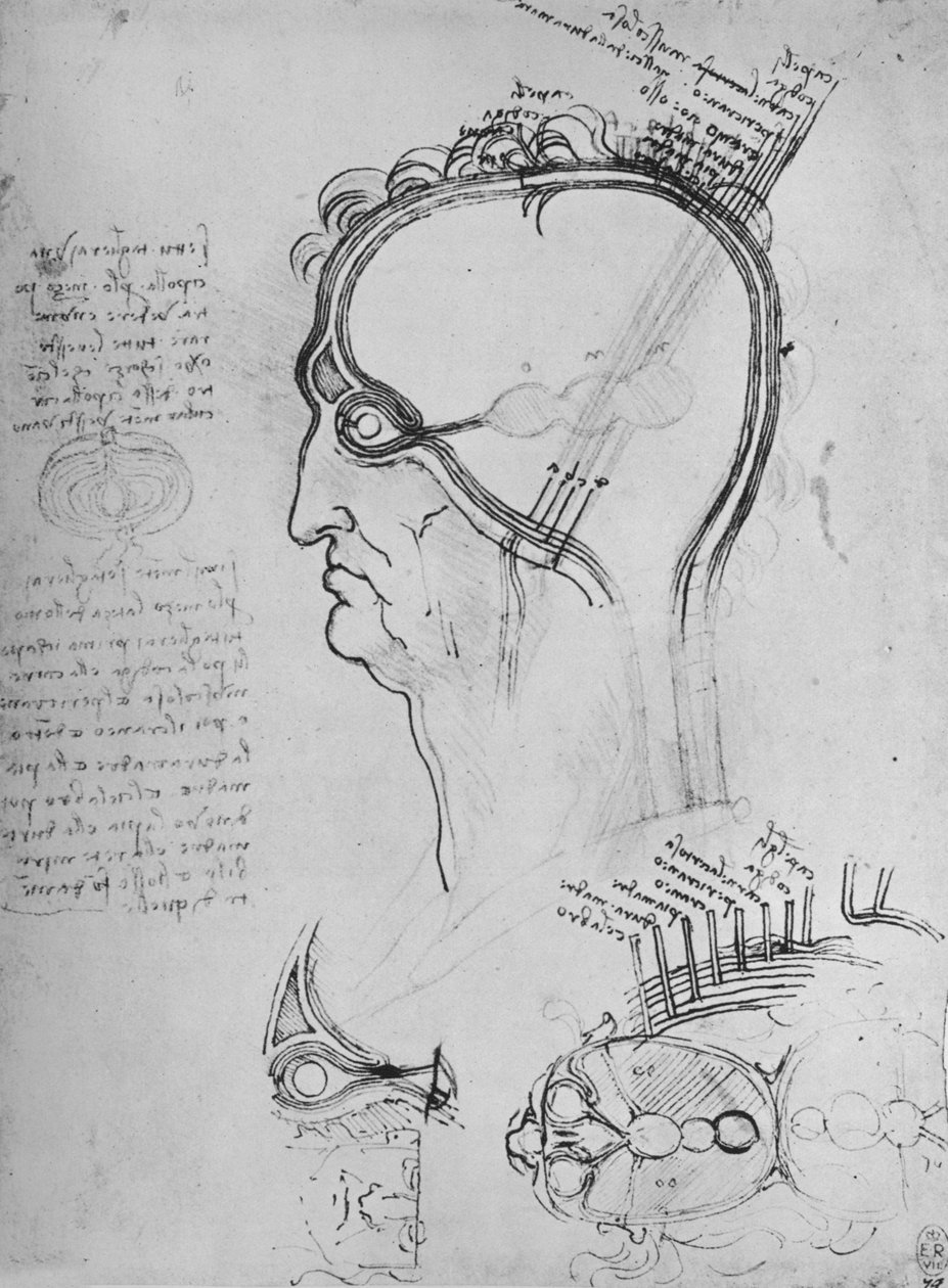 芒头截面，显示眼睛的解剖结构等，c1480 1945 作者 达芬奇（Leonardo da Vinci）