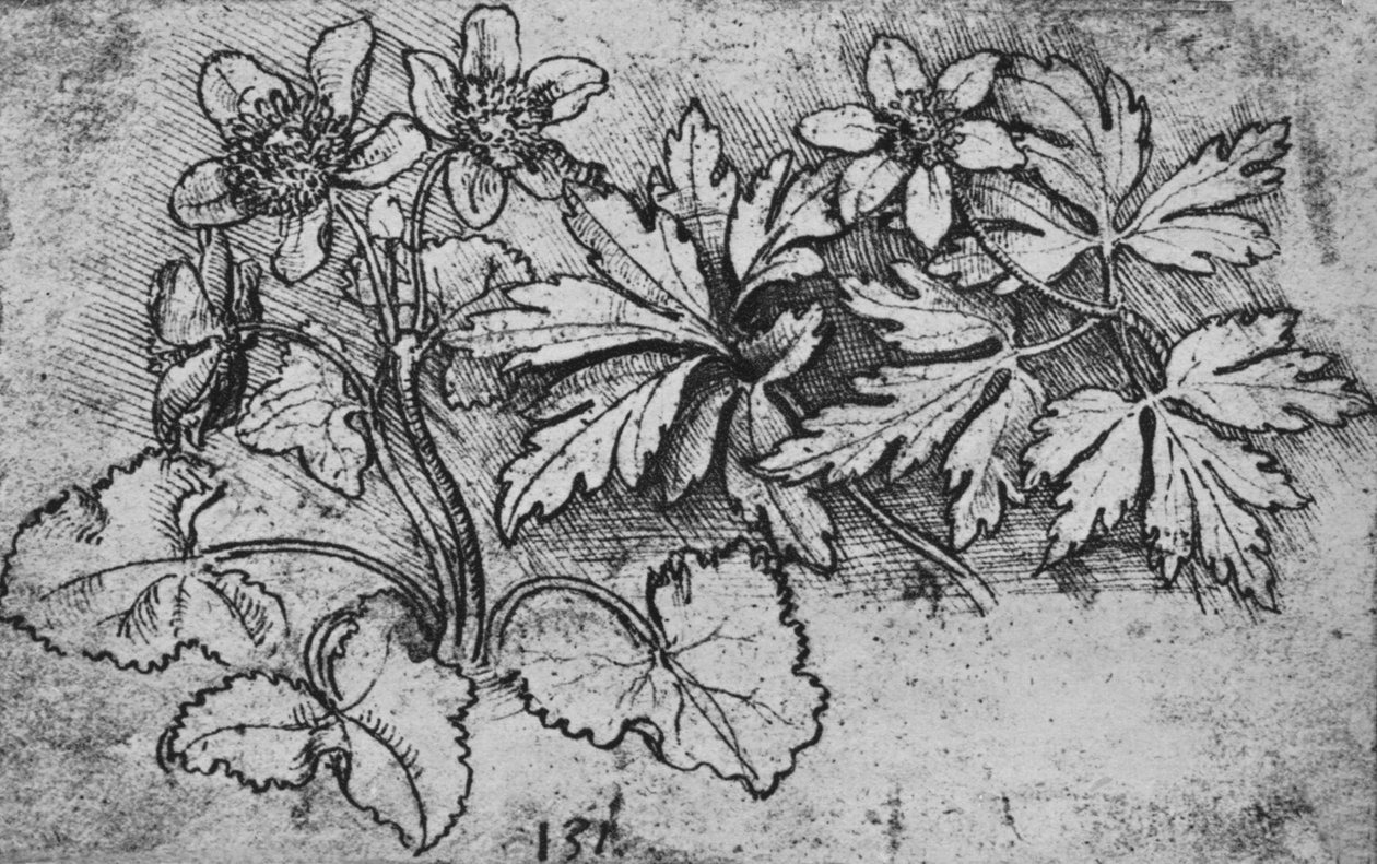 植物素描，c1480 1945年 作者 达芬奇（Leonardo da Vinci）