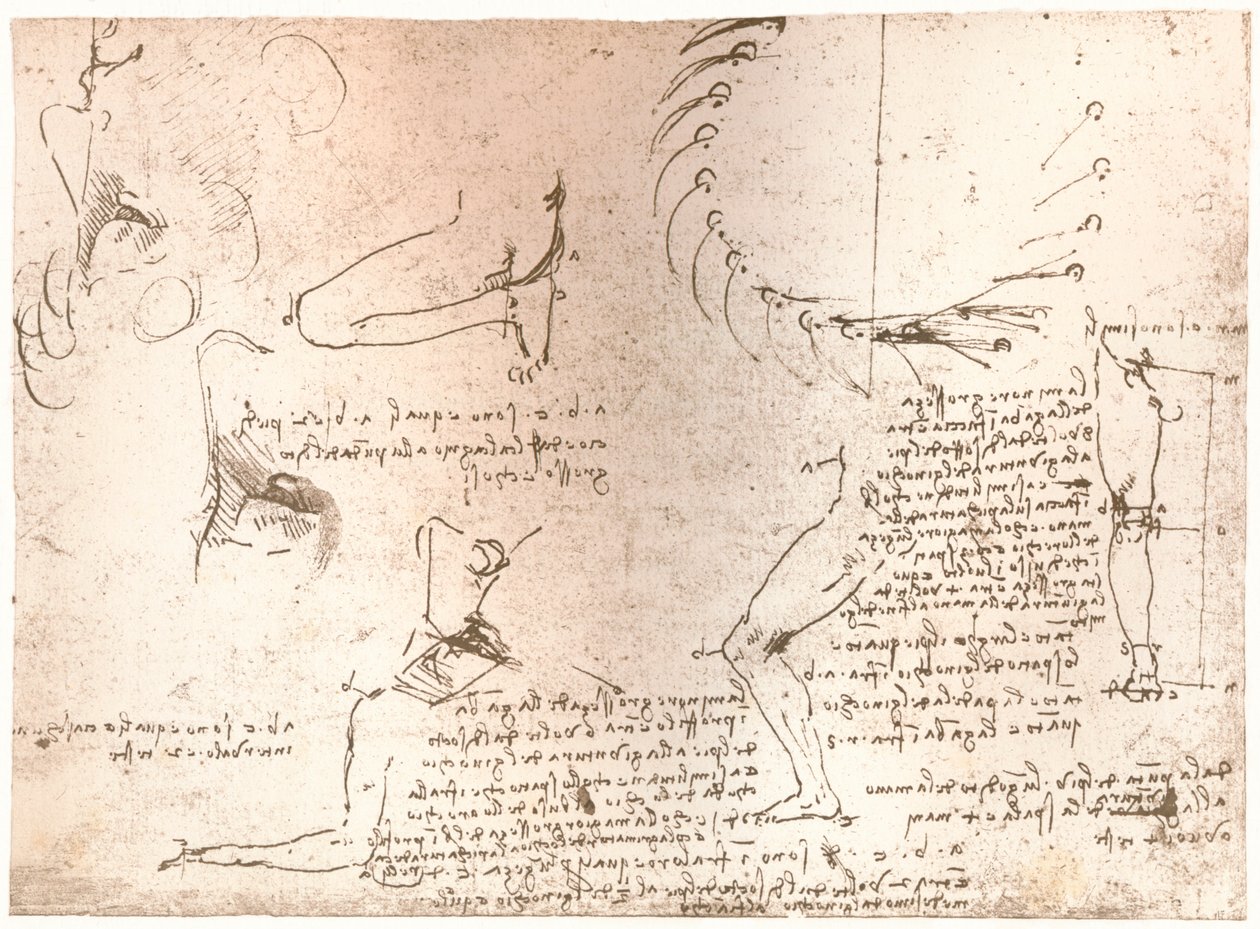 图示人物比例理论的草图，c1472-c1519 1883 作者 达芬奇（Leonardo da Vinci）