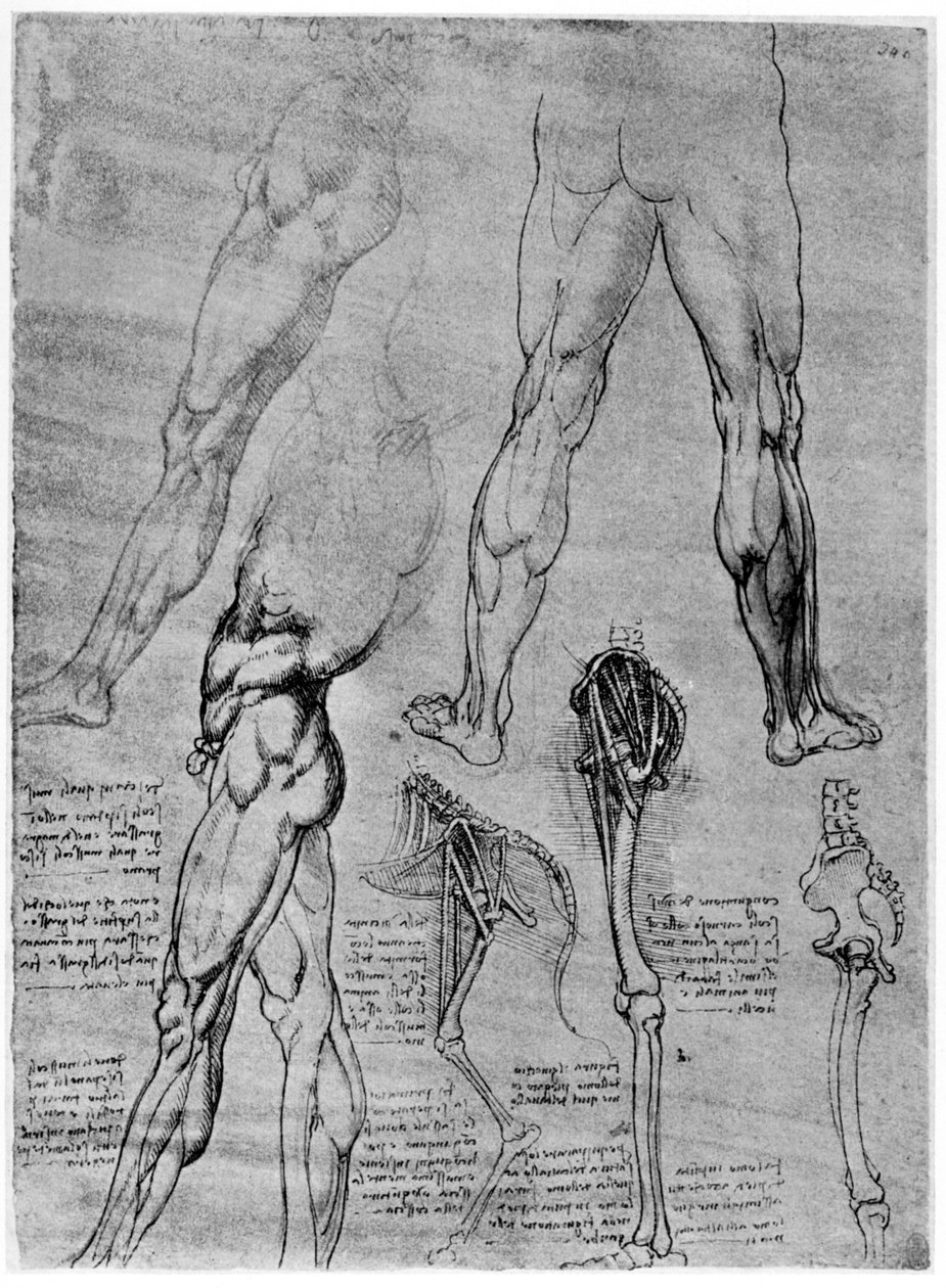 比较解剖学研究，1506-1507，1954年 作者 达芬奇（Leonardo da Vinci）
