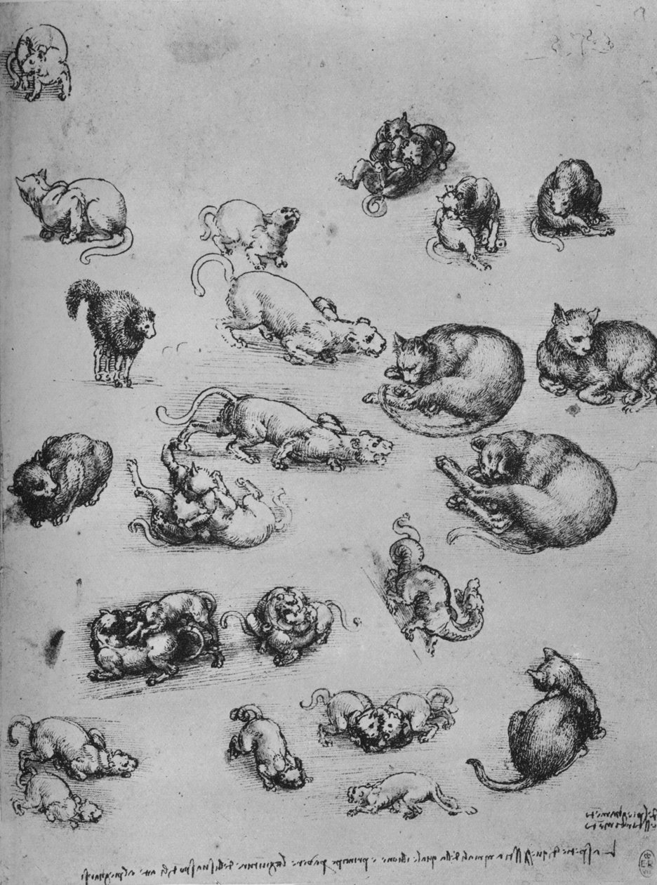 《猫与龙的研究》，c1480，1945年 作者 达芬奇（Leonardo da Vinci）