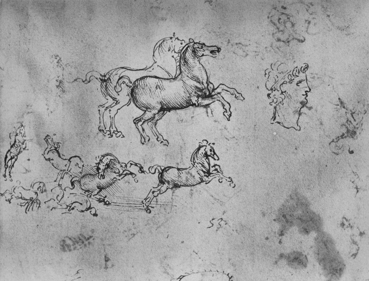 奔马与头部的研究，c1480，1945年 作者 达芬奇（Leonardo da Vinci）