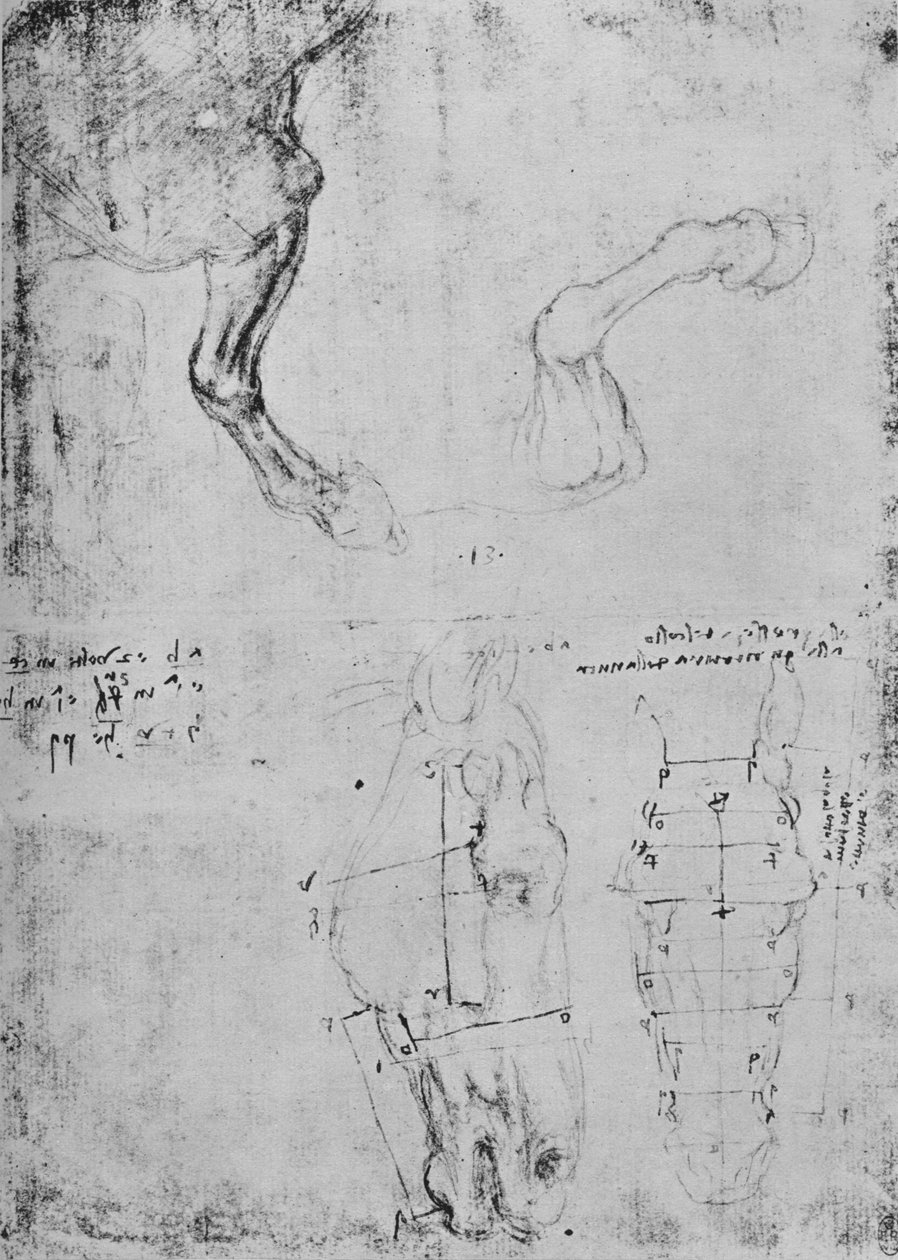 马前腿和马头实测图的研究，c1480 1945年 作者 达芬奇（Leonardo da Vinci）
