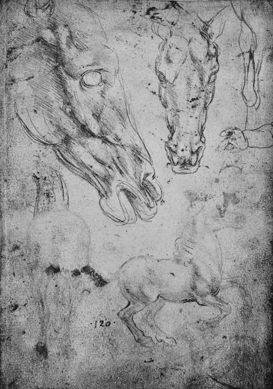 马与马头研究，c1480，1945年 作者 达芬奇（Leonardo da Vinci）