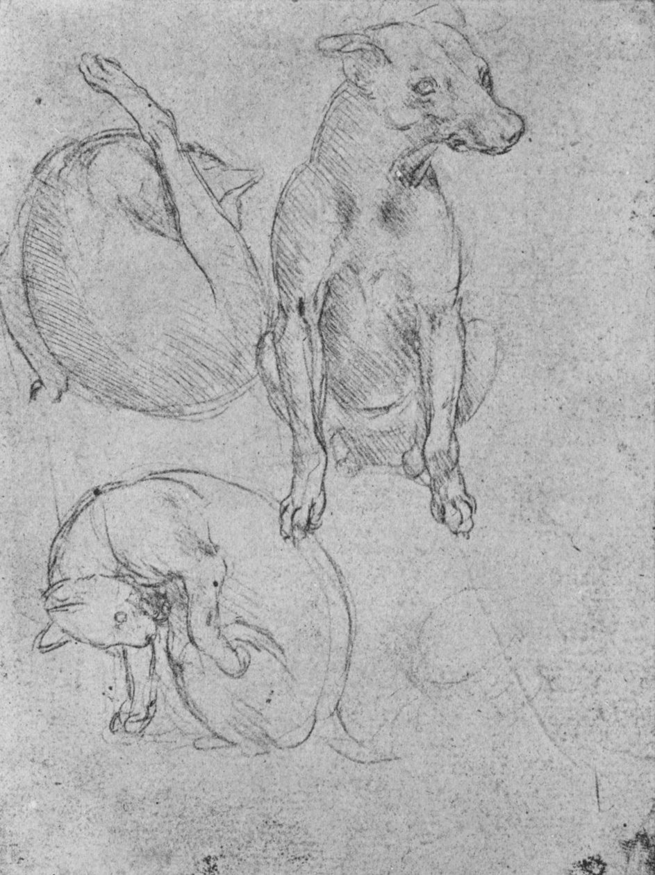 狗和猫的研究，c1480 1945年 作者 达芬奇（Leonardo da Vinci）