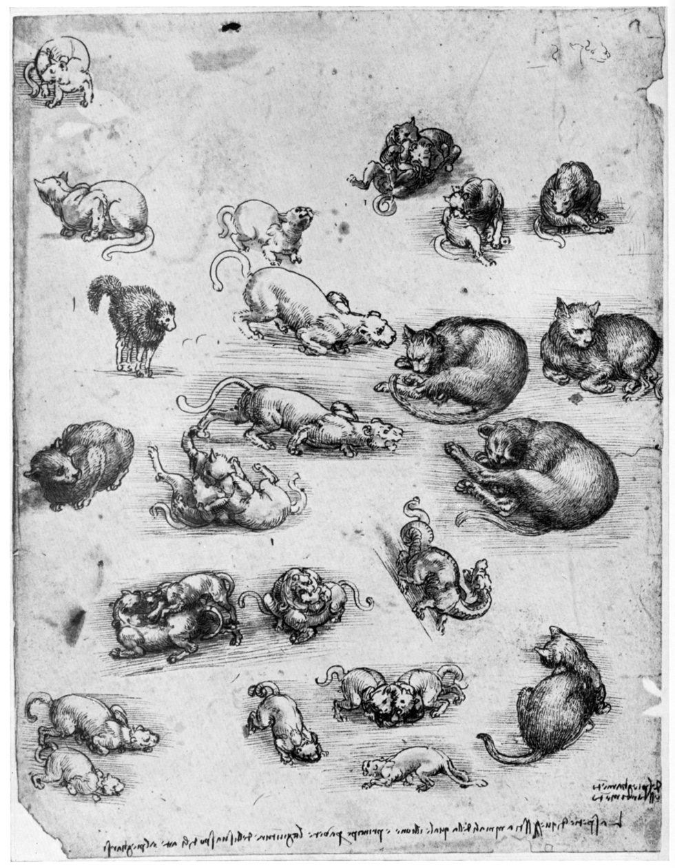 猫研究，1515-1515年，1954年 作者 达芬奇（Leonardo da Vinci）