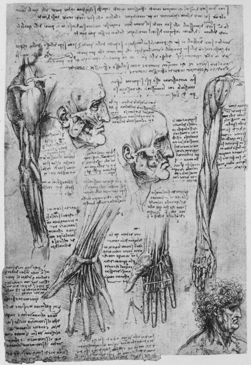 面部和手臂肌肉研究，c1480，1945年 作者 达芬奇（Leonardo da Vinci）