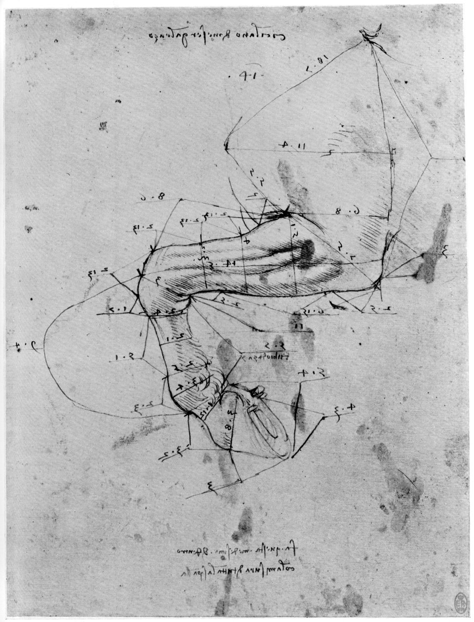 按1954年15世纪末或16世纪初的马腿比例进行研究。 作者 达芬奇（Leonardo da Vinci）
