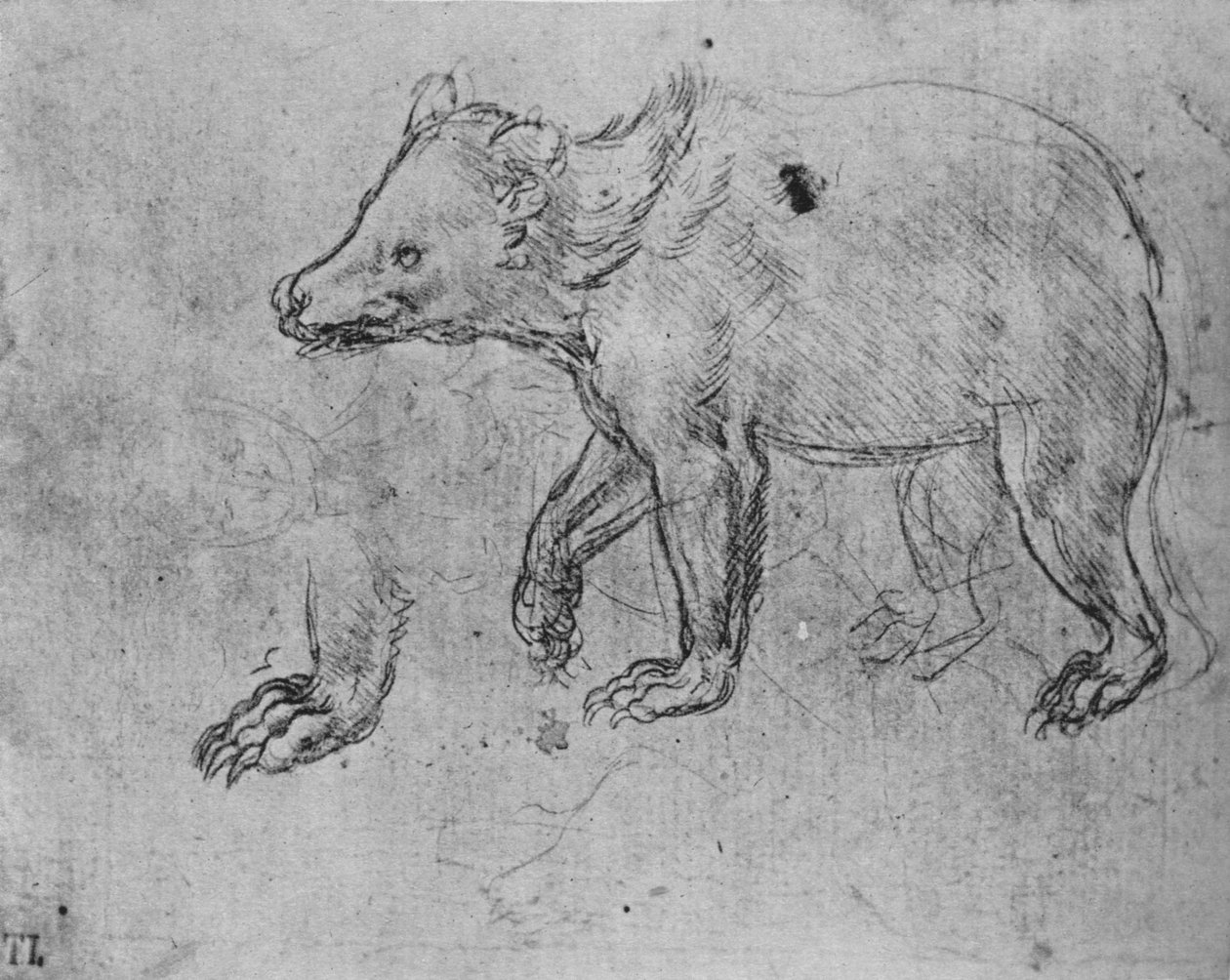 《熊的研究》，c1480，1945年 作者 达芬奇（Leonardo da Vinci）