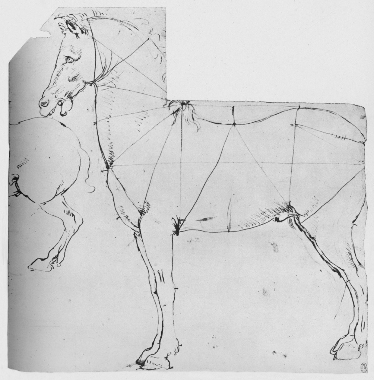 标出要测量的马匹的研究，c1480 1945年 作者 达芬奇（Leonardo da Vinci）
