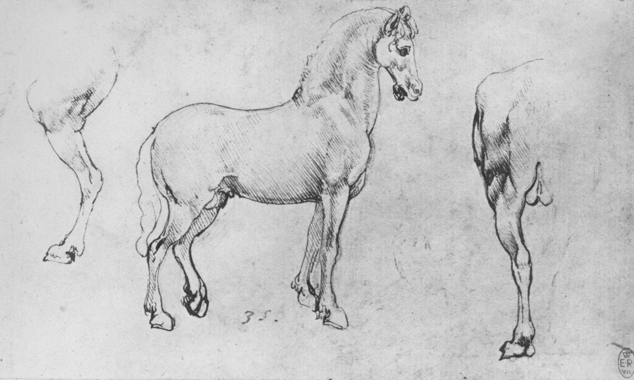 研究一匹马，其近后腿及其后四分之一，c1480 1945年 作者 达芬奇（Leonardo da Vinci）