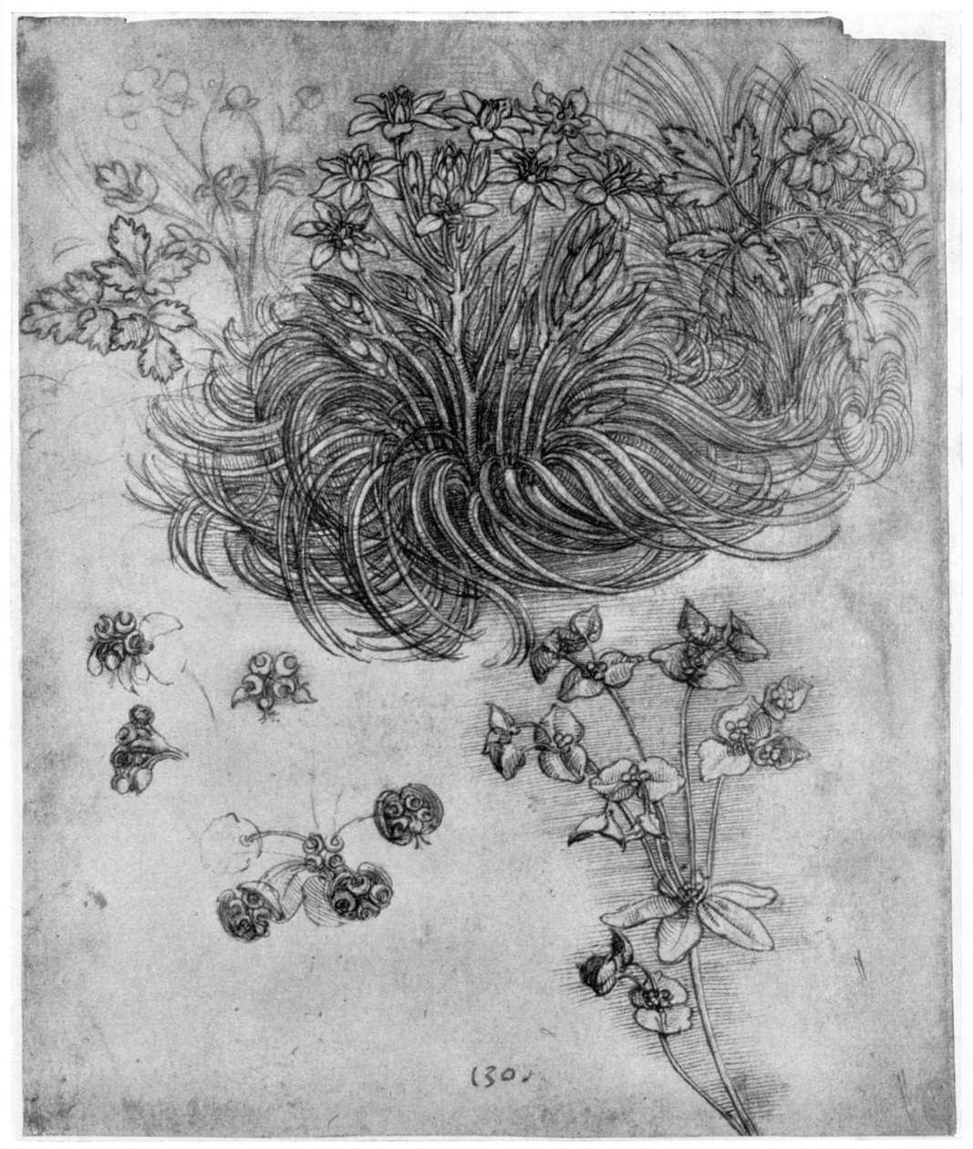伯利恒之星植物研究，1505-1507 1954 作者 达芬奇（Leonardo da Vinci）