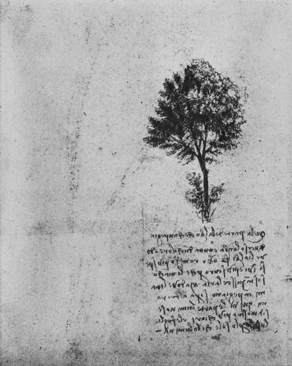 《树的研究》，c1480，1945年 作者 达芬奇（Leonardo da Vinci）