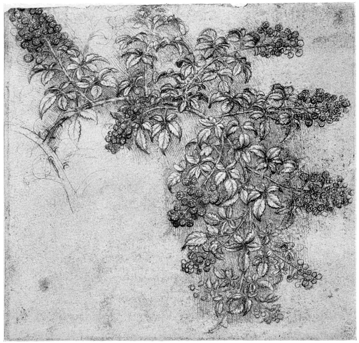 研究1954年15世纪末或16世纪初的黑莓分支 作者 达芬奇（Leonardo da Vinci）