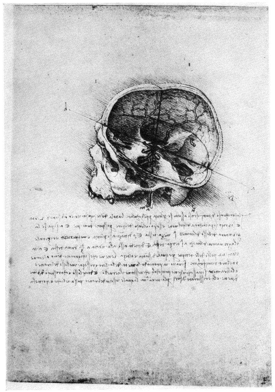 研究1954年15世纪末或16世纪初的人类头骨。 作者 达芬奇（Leonardo da Vinci）
