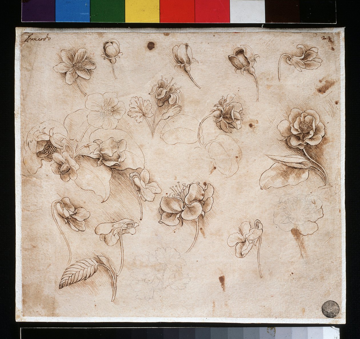花卉研究 - 纸上水墨，约1483年 作者 达芬奇（Leonardo da Vinci）