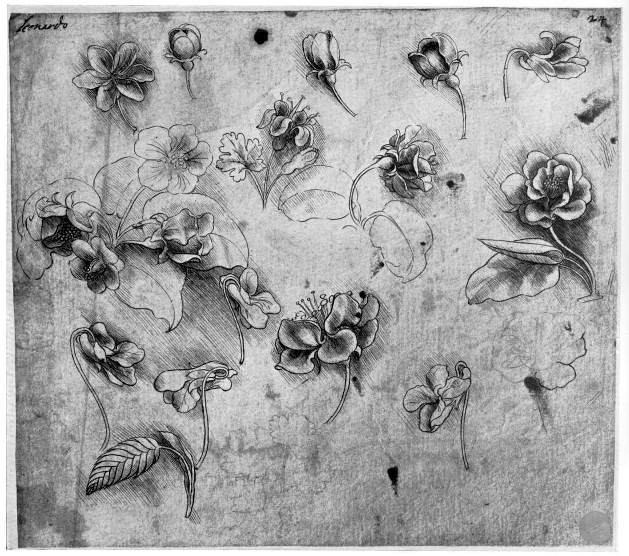 花研究，c1481-1483 1954。 作者 达芬奇（Leonardo da Vinci）