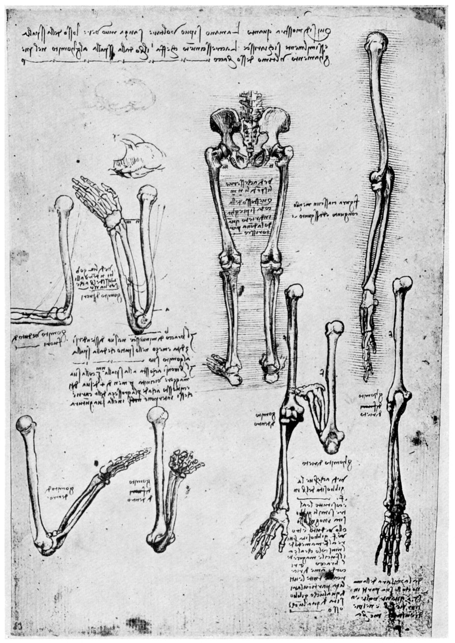 研究人体骨骼，1954年15或16世纪末。 作者 达芬奇（Leonardo da Vinci）