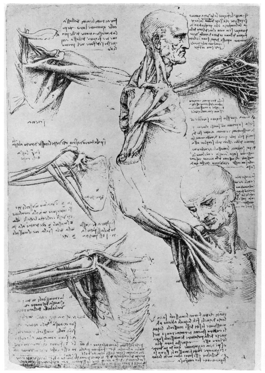 肩关节研究，1510-1511年，1954年 作者 达芬奇（Leonardo da Vinci）