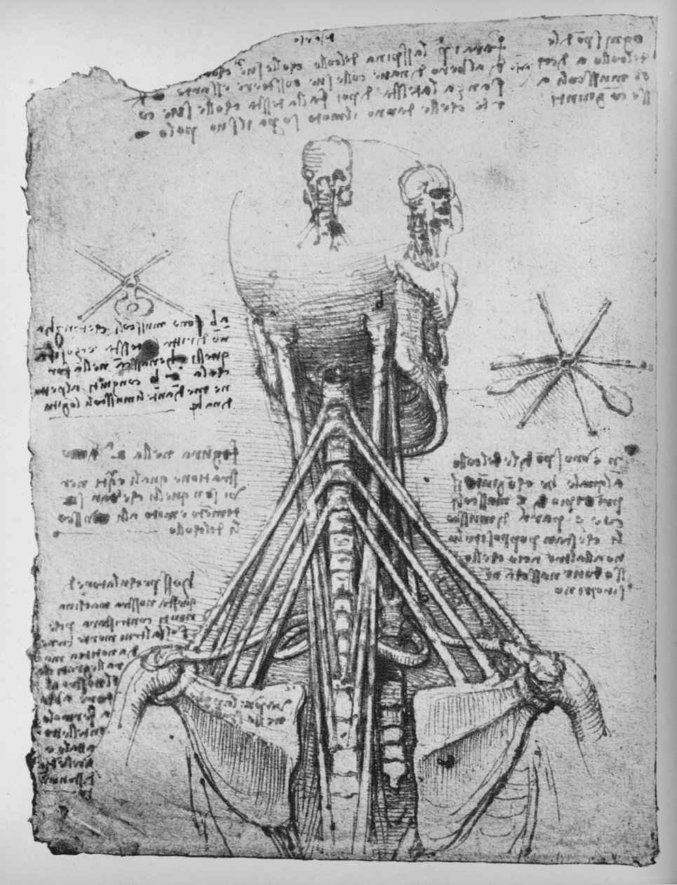 骷髅的后视图研究，显示脖子的腱，c1480 1945年 作者 达芬奇（Leonardo da Vinci）