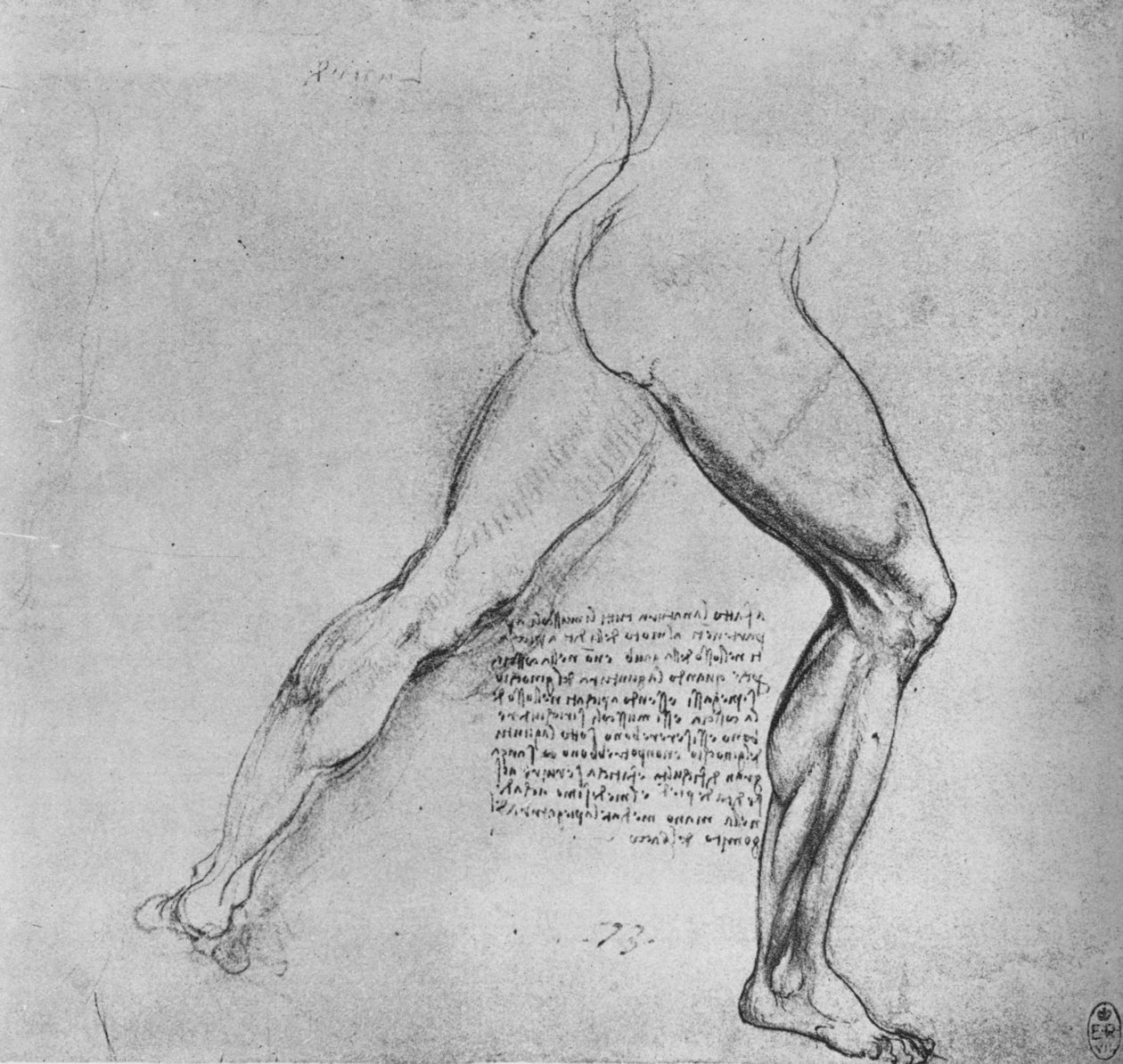 研究一个向右倾斜的人的腿，c1480 1945 作者 达芬奇（Leonardo da Vinci）