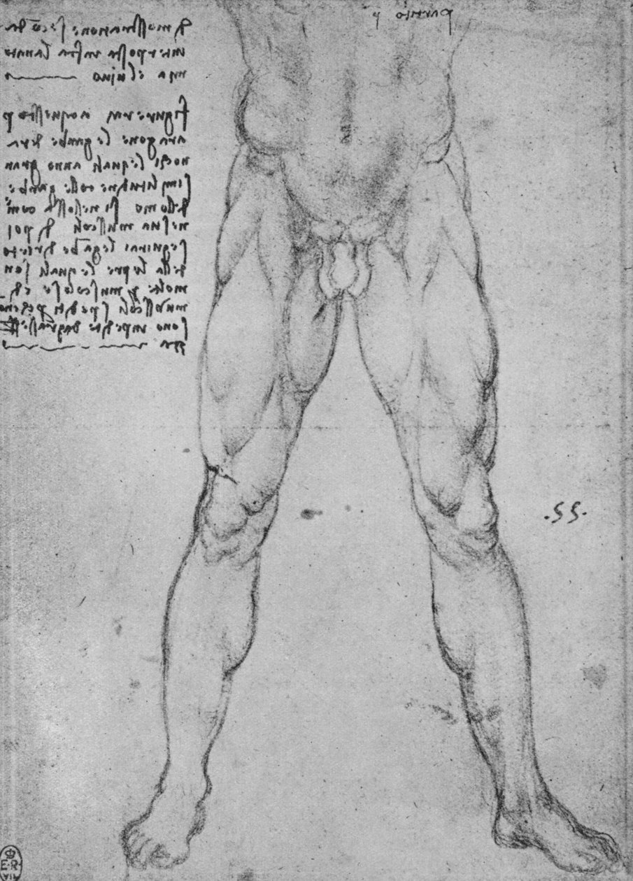 正面朝下的裸体男子下半身的研究，c1480 1945 作者 达芬奇（Leonardo da Vinci）