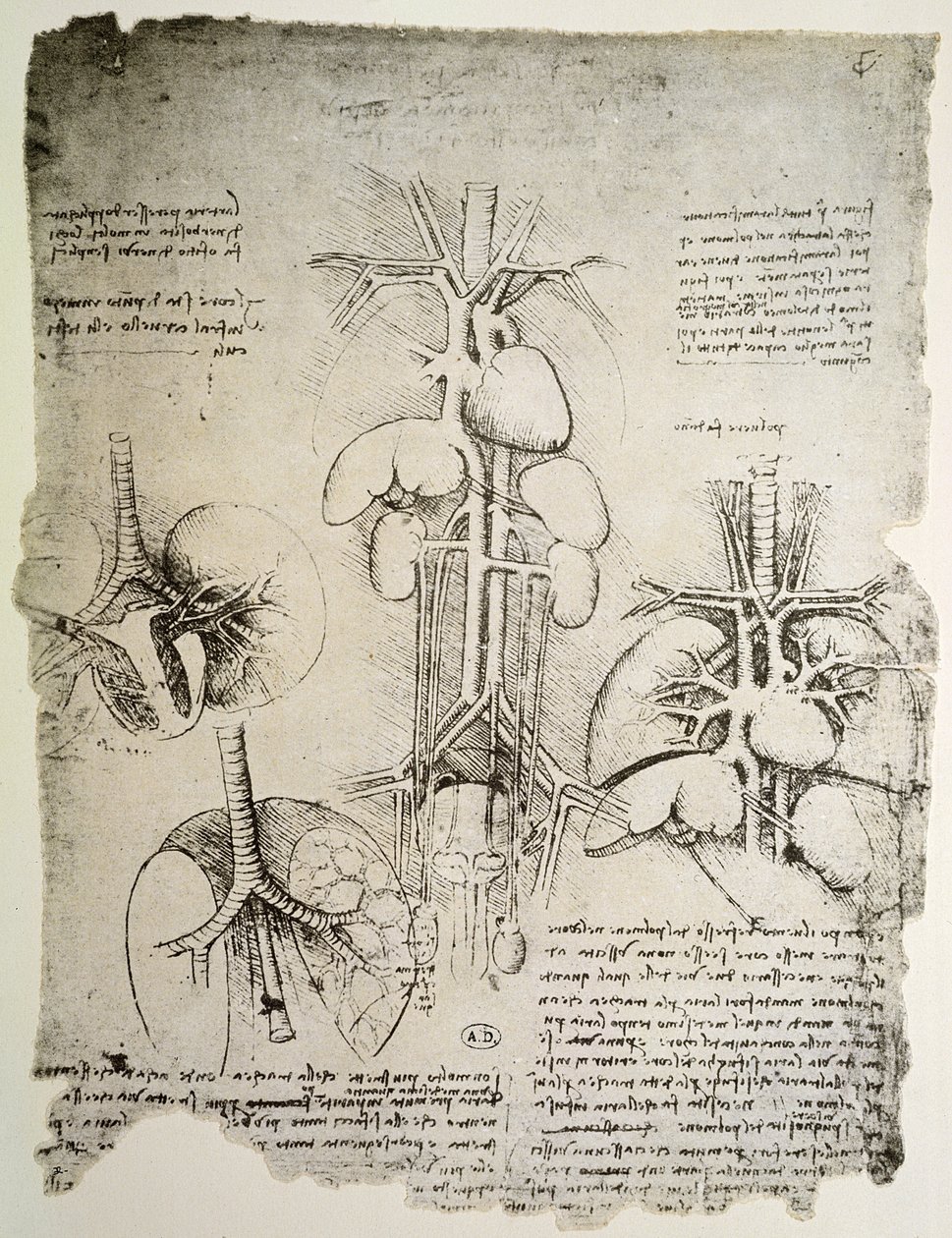心和流通，温莎书的传真（笔和纸上的墨水） 作者 达芬奇（Leonardo da Vinci）
