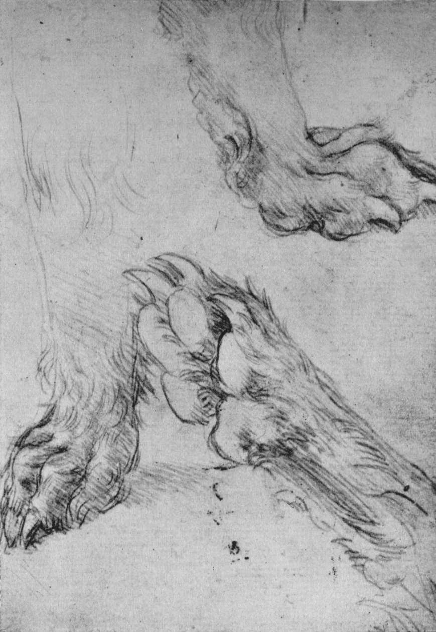 三只狗或狼的爪子研究，c1480 1945年 作者 达芬奇（Leonardo da Vinci）