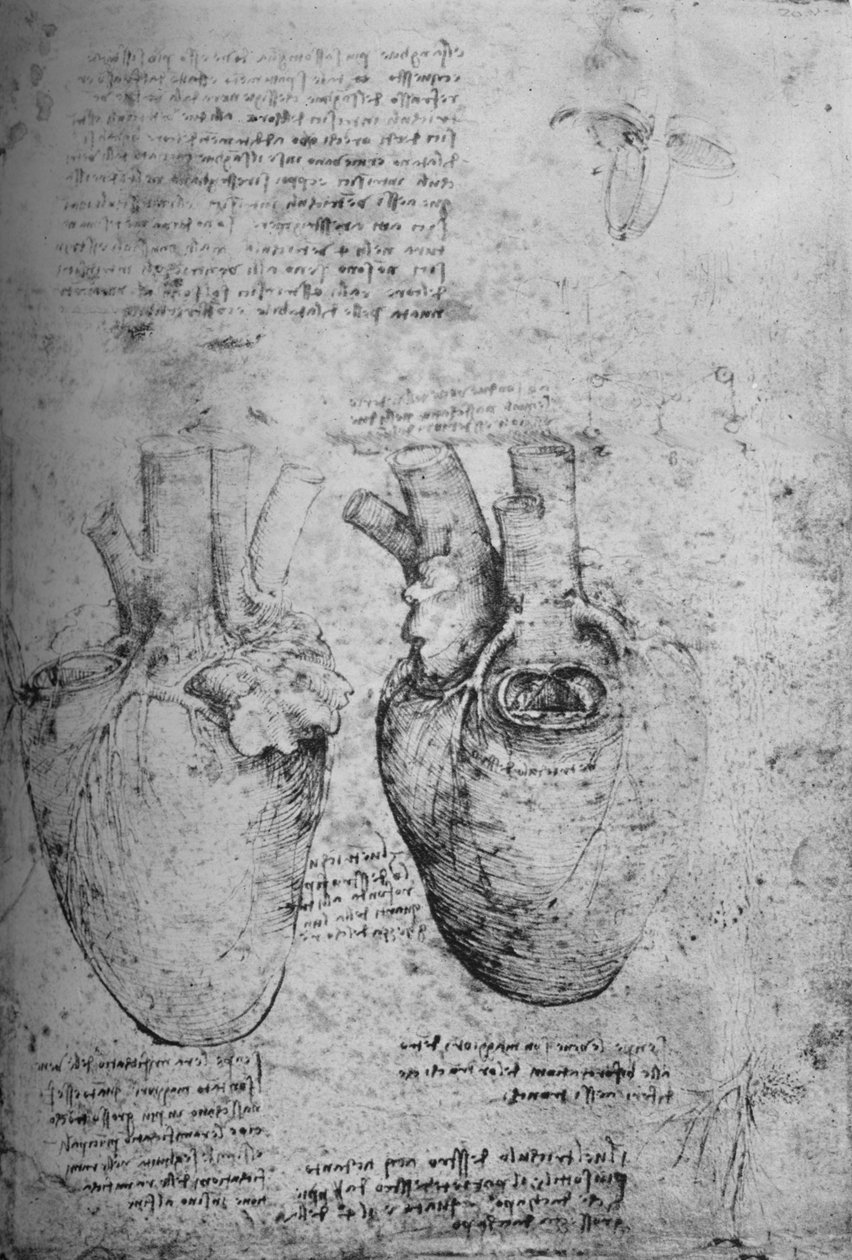 两幅心画，c1480，1945年 作者 达芬奇（Leonardo da Vinci）