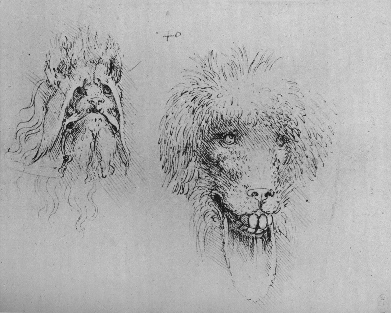 两只怪物的头，c1480 1945年 作者 达芬奇（Leonardo da Vinci）