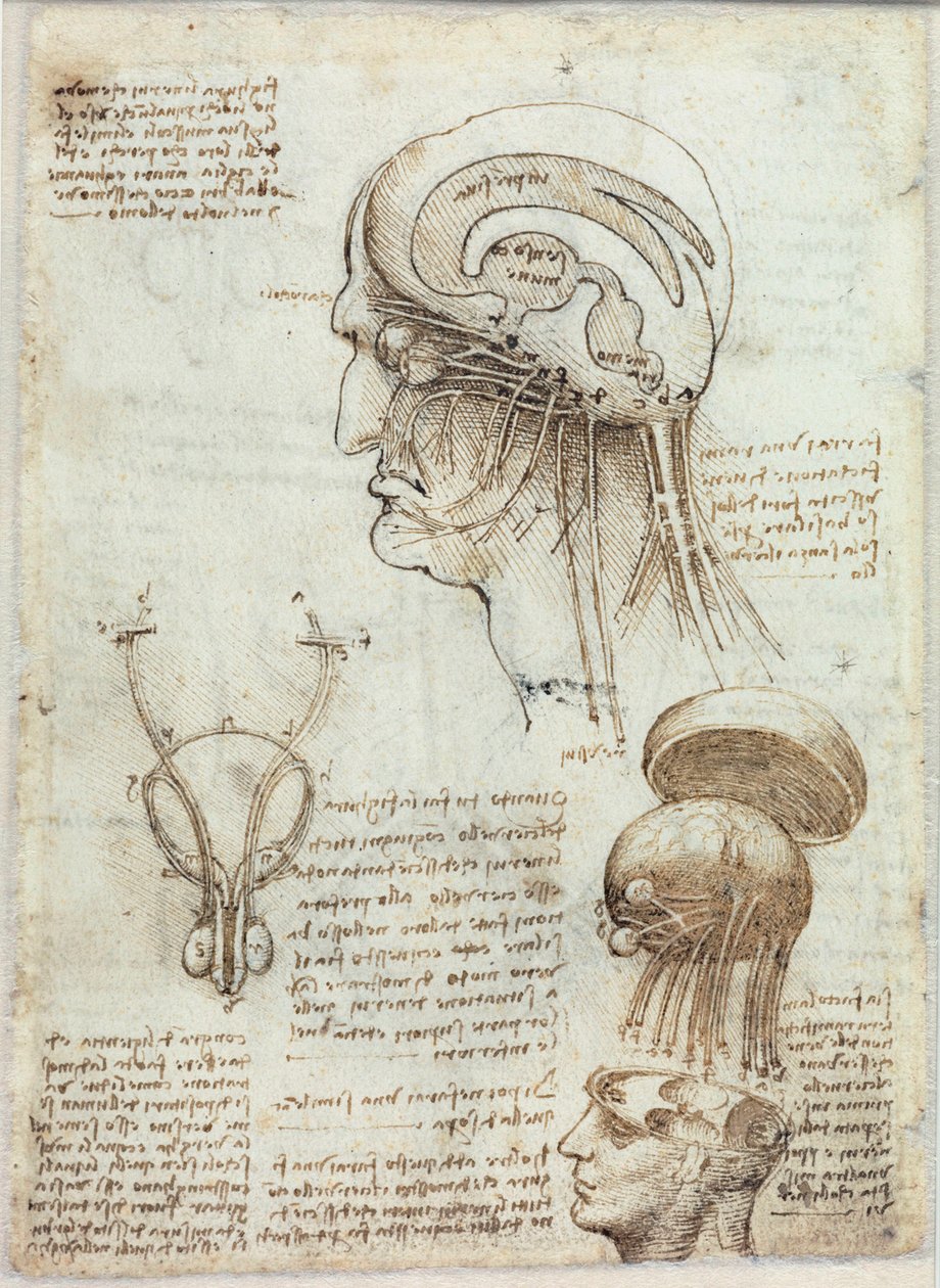 图片不明 作者 达芬奇（Leonardo da Vinci）
