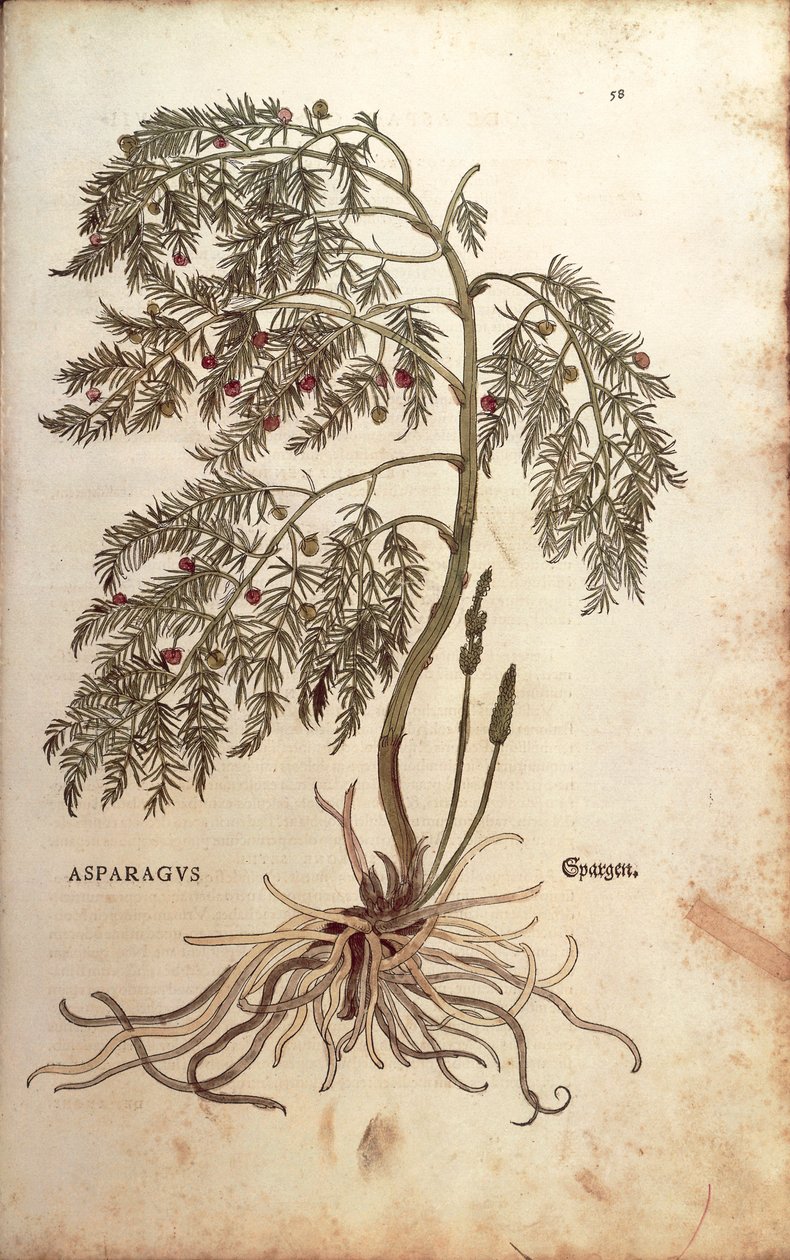 芦笋（Asparagus officinalis），作者Leonhart Fuchs，来自De historia stirpium commentarii insignes（《植物历史的著名评论》）彩色雕刻。 作者 莱昂哈德·福克斯