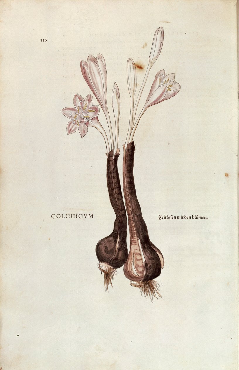 Leonhart Fuchs 的秋番红花 (Colchicum fallale)，来自 De historia Stirpium commentarii insignes（植物史的著名评论），彩色雕刻 作者 莱昂哈德·福克斯