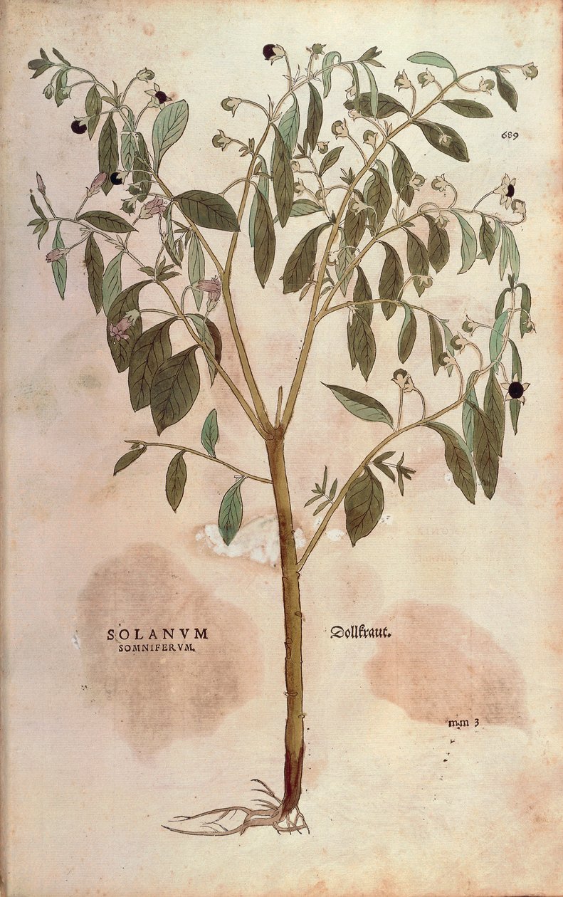 颠茄 - Atropa belladonna (Solanum somniferum)，作者Leonhart Fuchs，来自De historia stirpium commentarii insignes（《植物历史的著名评论》）的彩色雕刻版。 作者 莱昂哈德·福克斯