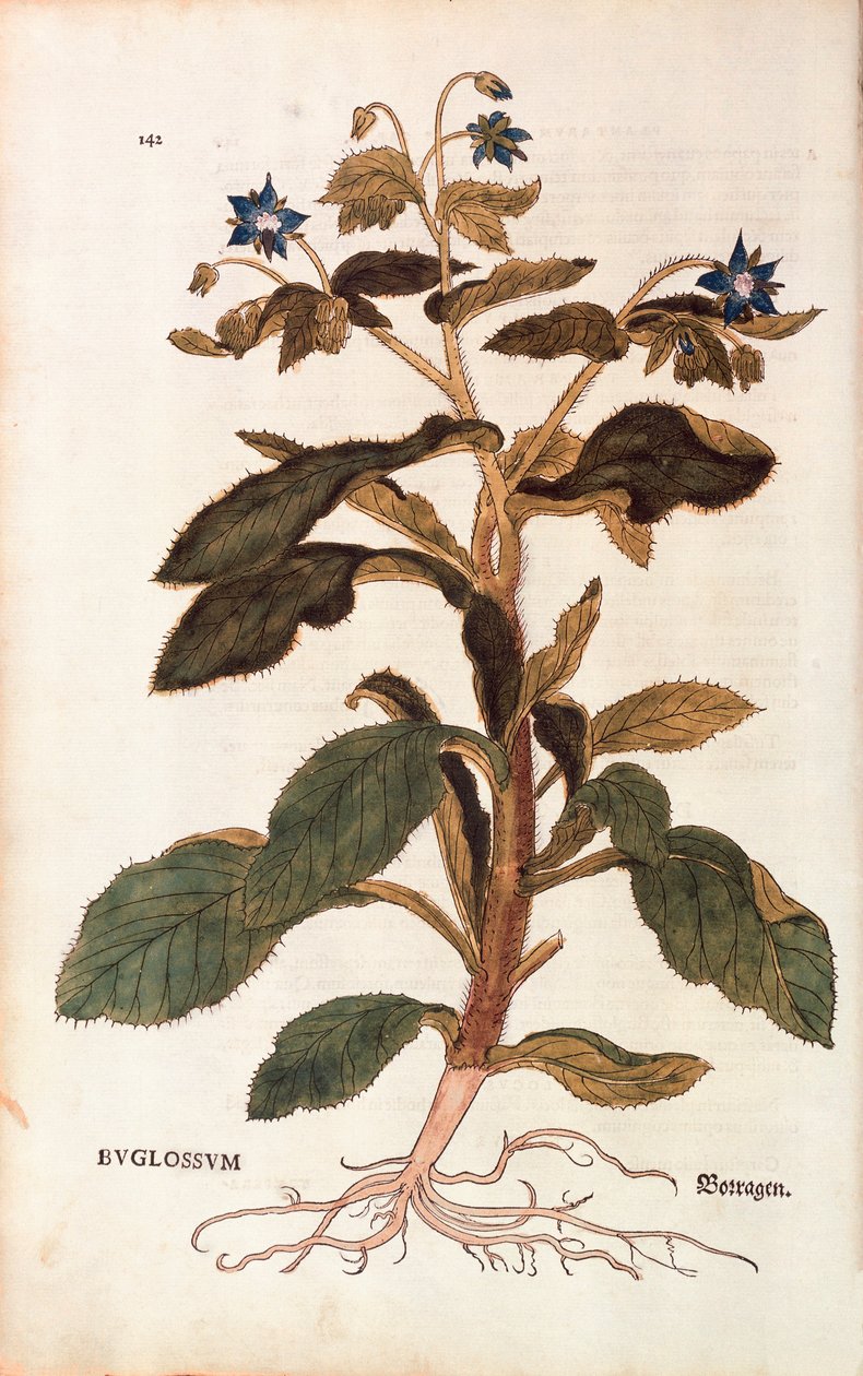 琉璃苣--Borago officinalis（Buglossum），作者Leonhart Fuchs，来自De historia stirpium commentarii insignes（关于植物历史的著名评论），彩色雕刻。 作者 莱昂哈德·福克斯