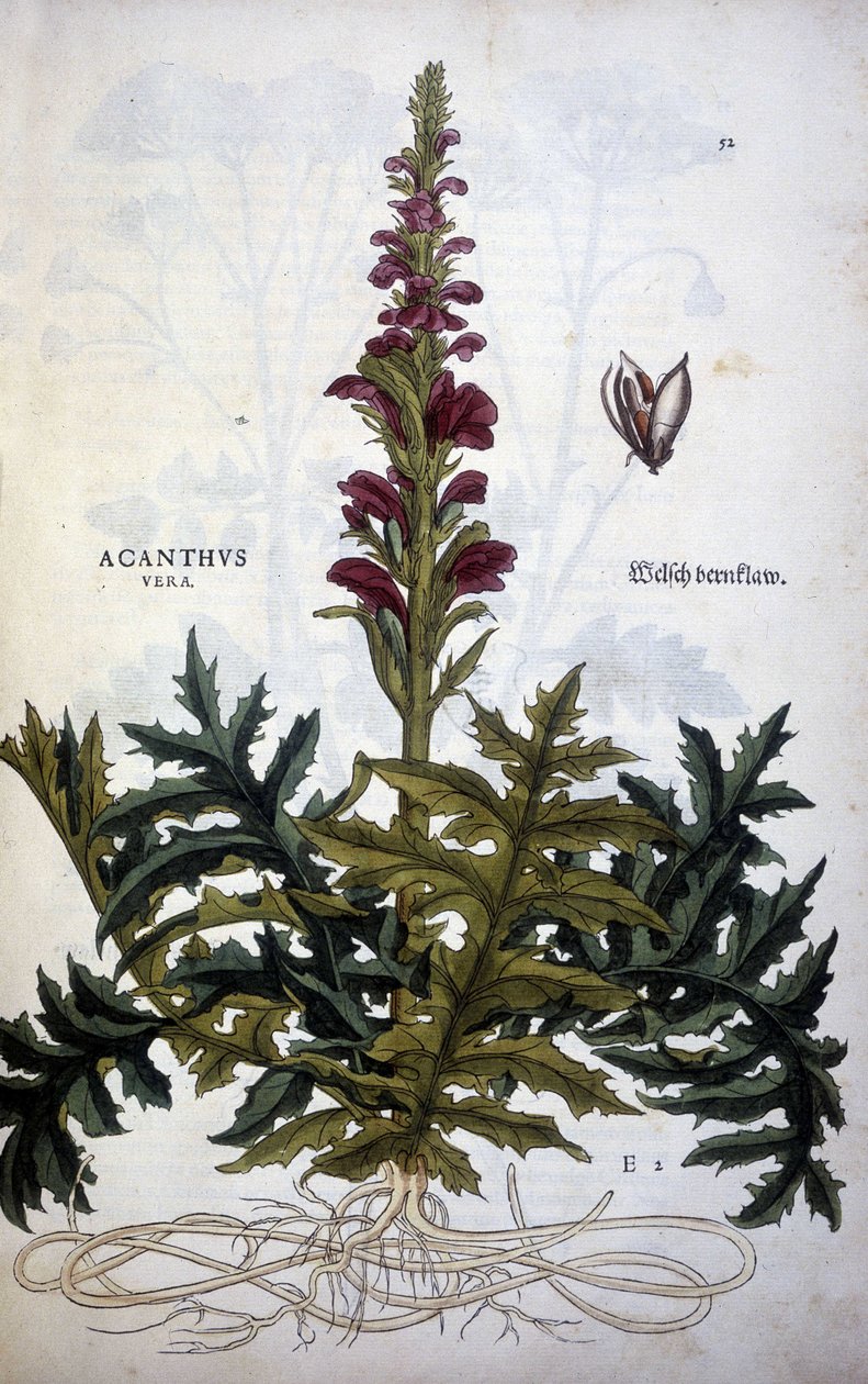 植物板块：Acanthus 或 Acanthus - 在 Leonhart Fuchs 的“De Historia Stirpium commentarii insignias”中 作者 莱昂哈德·福克斯