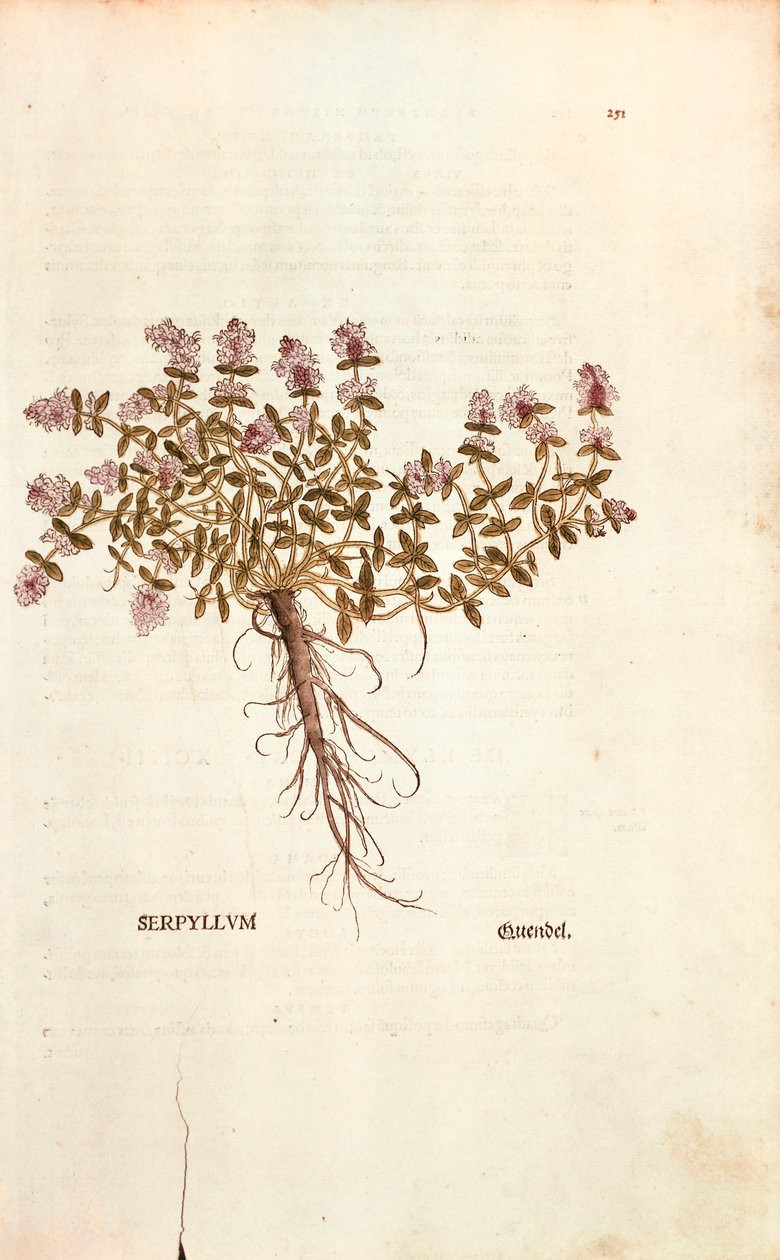 Breckland 或 Wild Thyme (Thymus serpyllum) by Leonhart Fuchs from De historia Stirpium commentarii insignes（植物史的著名评论）彩色雕刻 作者 莱昂哈德·福克斯