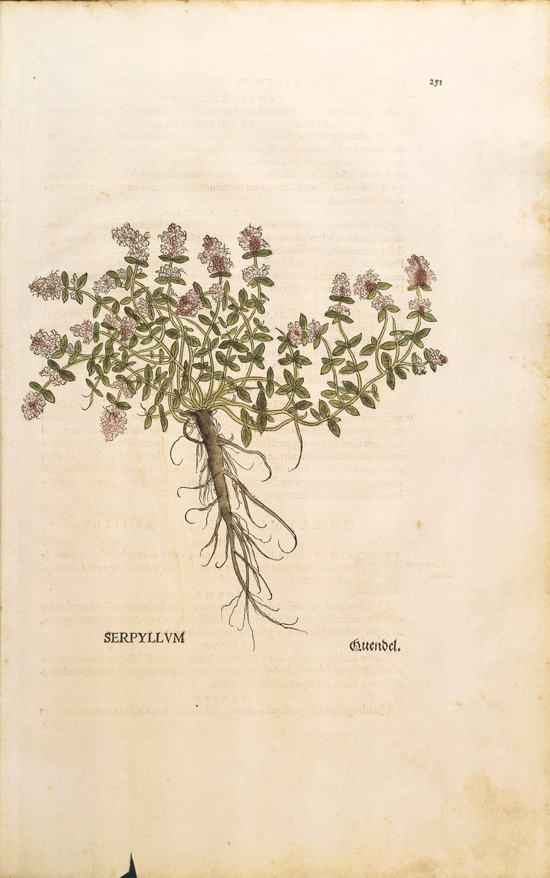布雷克兰或野百里香（Thymus serpyllum），Leonhart Fuchs的彩色雕刻。 作者 莱昂哈德·福克斯