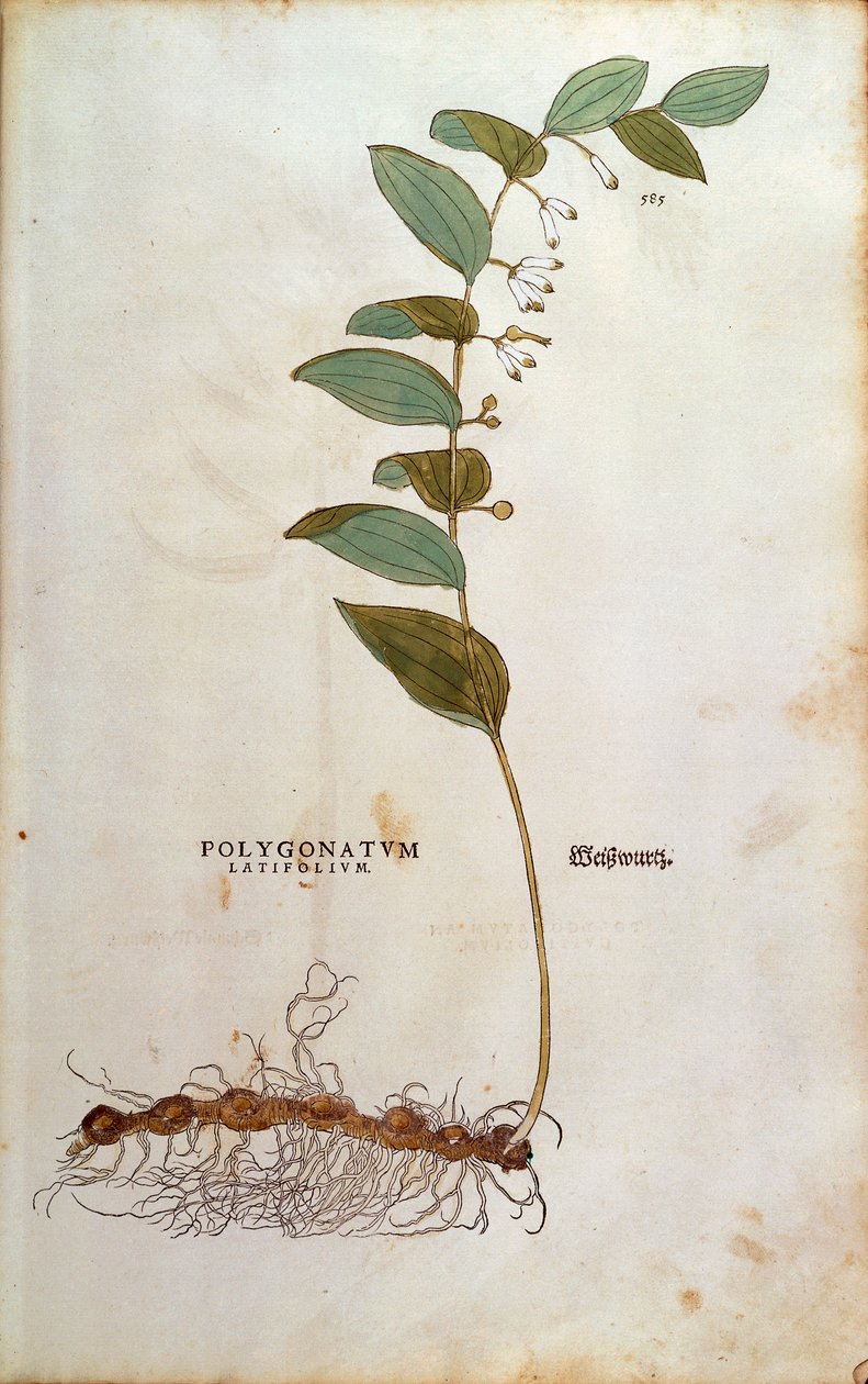 阔叶所罗门的印章 (Polygonatum latifolium) by Leonhart Fuchs from De historia Stirpium commentarii insignes (Notable Commentaries on the History of Plants) 彩色雕刻 作者 莱昂哈德·福克斯