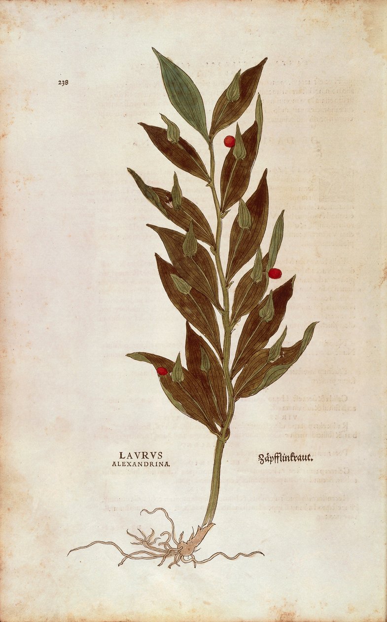 屠夫扫帚或膝上冬青--Ruscus aculeatus（Laurus alexandrina），作者Leonhart Fuchs来自De historia stirpium commentarii insignes（关于植物历史的著名评论）彩色雕刻。 作者 莱昂哈德·福克斯