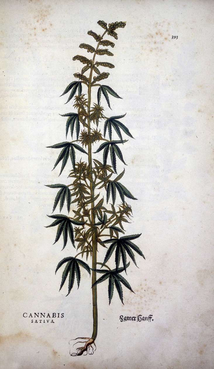 Cannabis sativa (Hemp cultivtive) - 在 Leonhart Fuchs 的“植物历史评论徽章”中 作者 莱昂哈德·福克斯