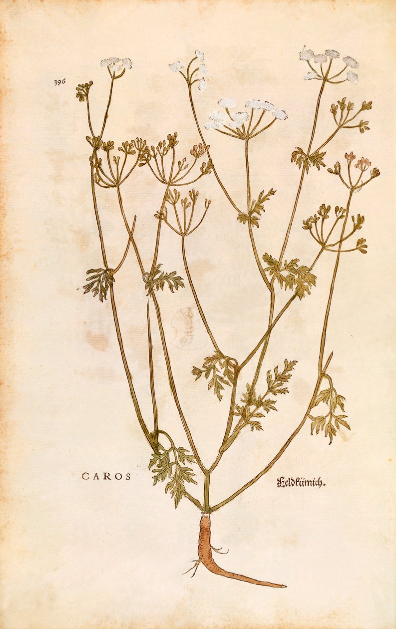 Caraway - Carum carvi (Caros) by Leonhart Fuchs from De historia stirpium commentarii insignes (Notable Commentaries on the History of Plants) coloured engraving. 作者 莱昂哈德·福克斯